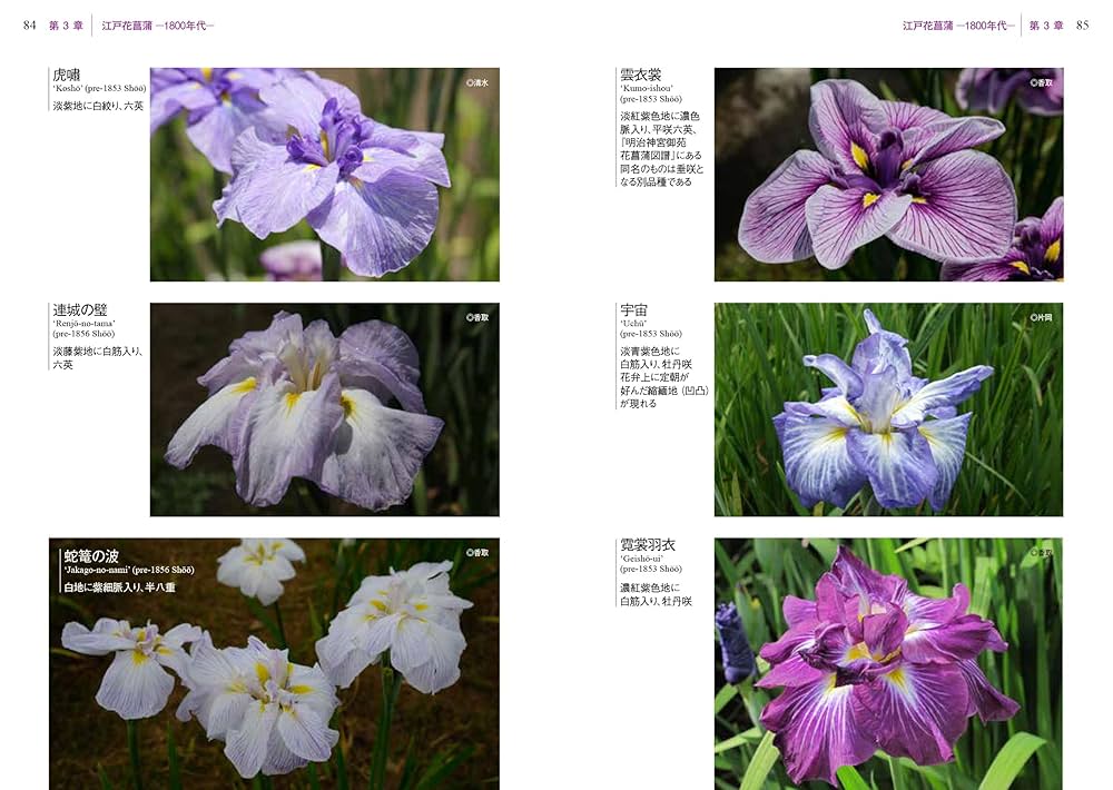 現代花菖蒲図鑑 古花から最新花まで | 清水 弘, 椎野昌宏 |本
